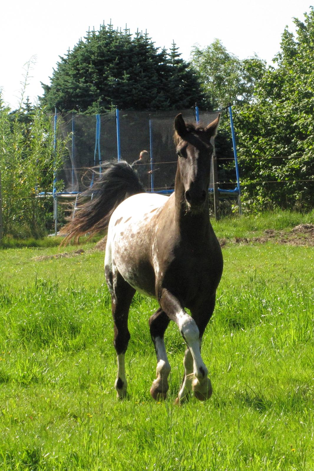Knabstrupper svadilfare - Juli 2012 - 22 md. billede 2