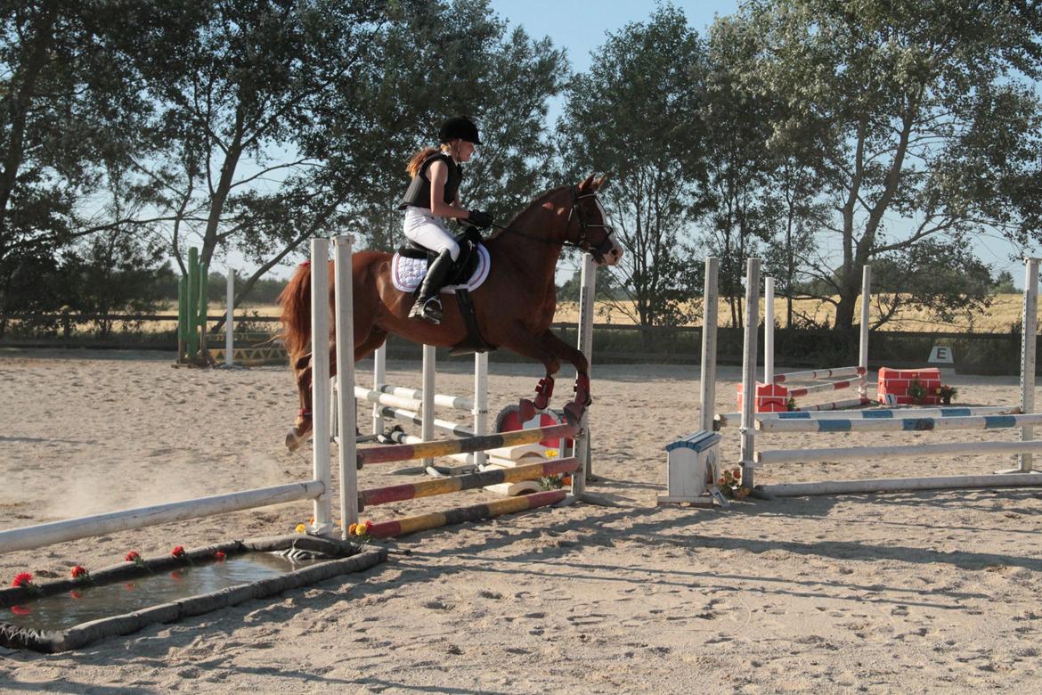 Arabisk fuldblod (OX) |Tyson Of Tas OX| - Jeg Elsker det her :-) billede 13