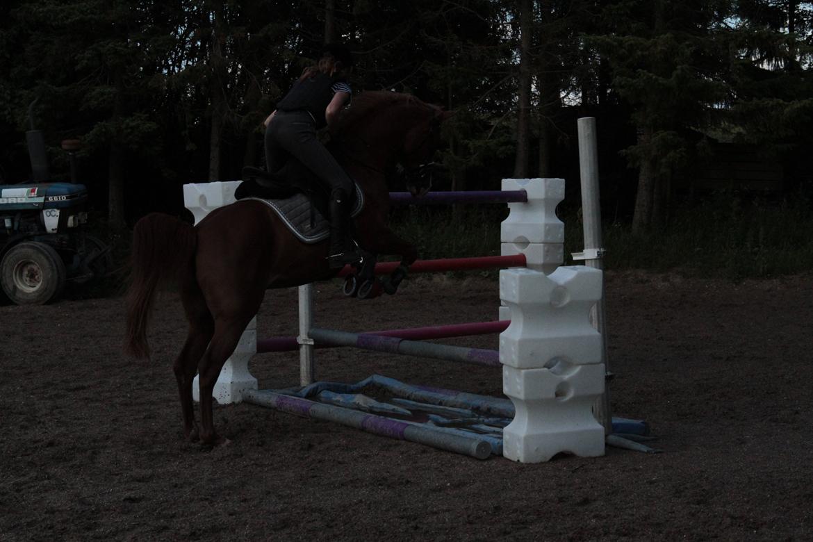 Arabisk fuldblod (OX) |Tyson Of Tas OX| - Ingen Våde Tærer til dig min ven! billede 15