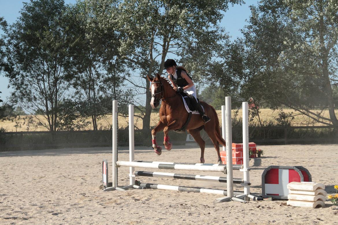 Arabisk fuldblod (OX) |Tyson Of Tas OX| - Jeg Kan altså springe meget højre! billede 16