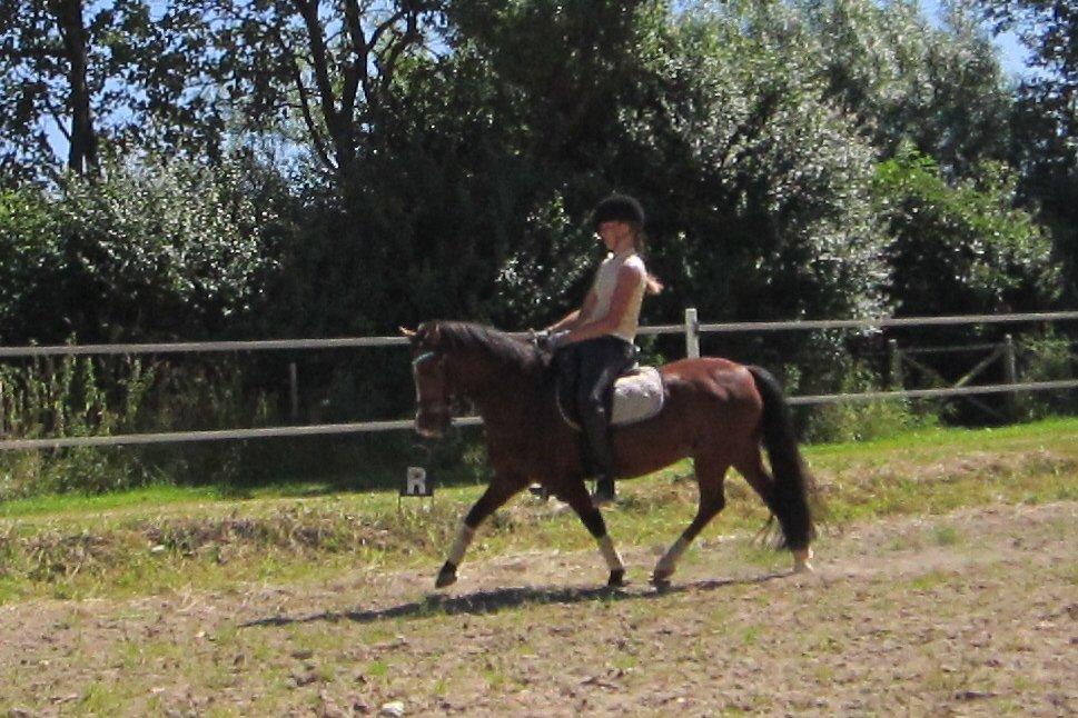 Welsh Pony (sec B) Bakkegårdens Valentin A-pony - Dressur træning 2012 billede 14