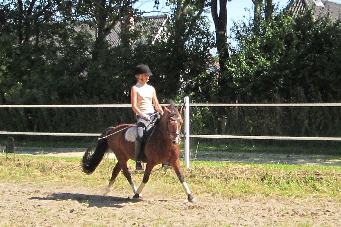 Welsh Pony (sec B) Bakkegårdens Valentin A-pony billede 15