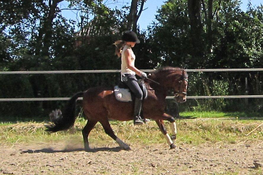 Welsh Pony (sec B) Bakkegårdens Valentin A-pony billede 16