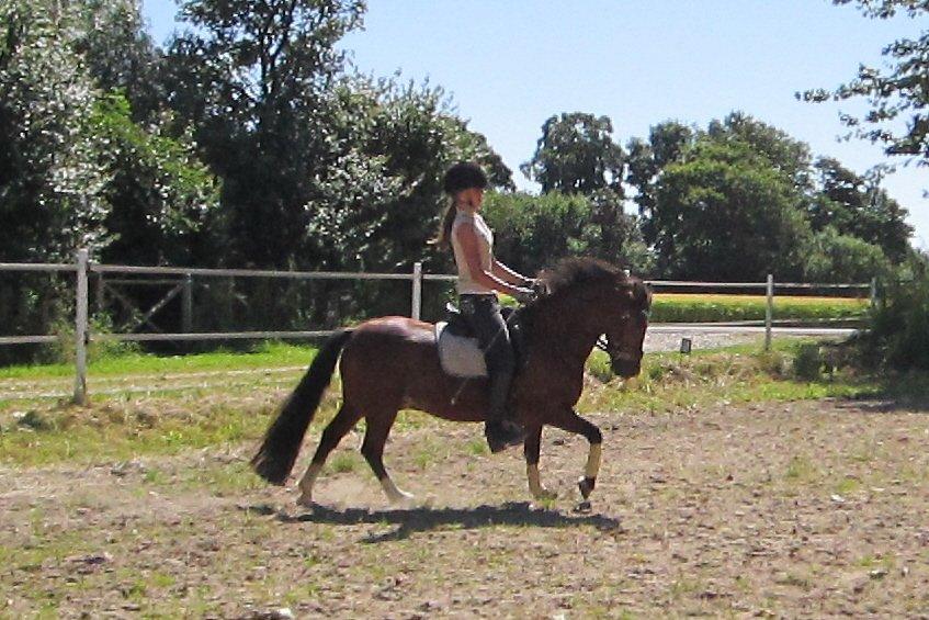 Welsh Pony (sec B) Bakkegårdens Valentin A-pony billede 17