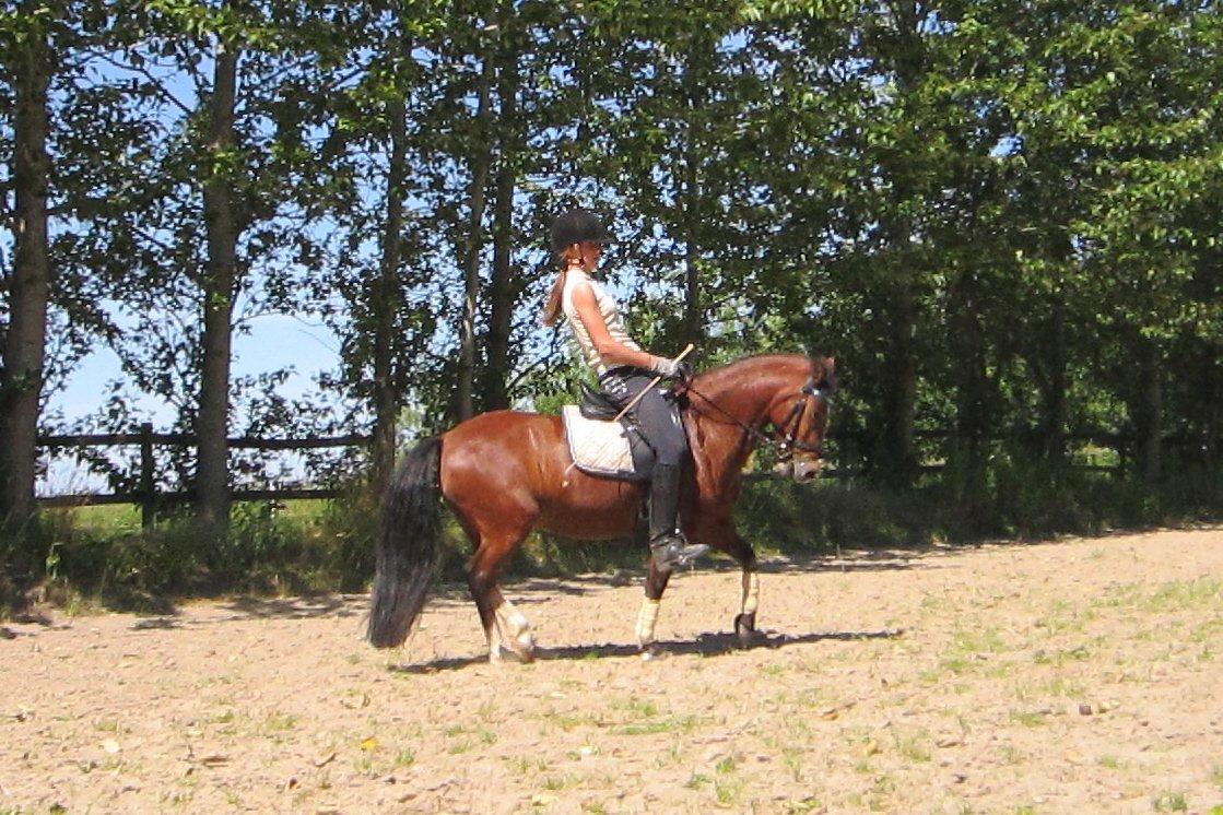 Welsh Pony (sec B) Bakkegårdens Valentin A-pony billede 18