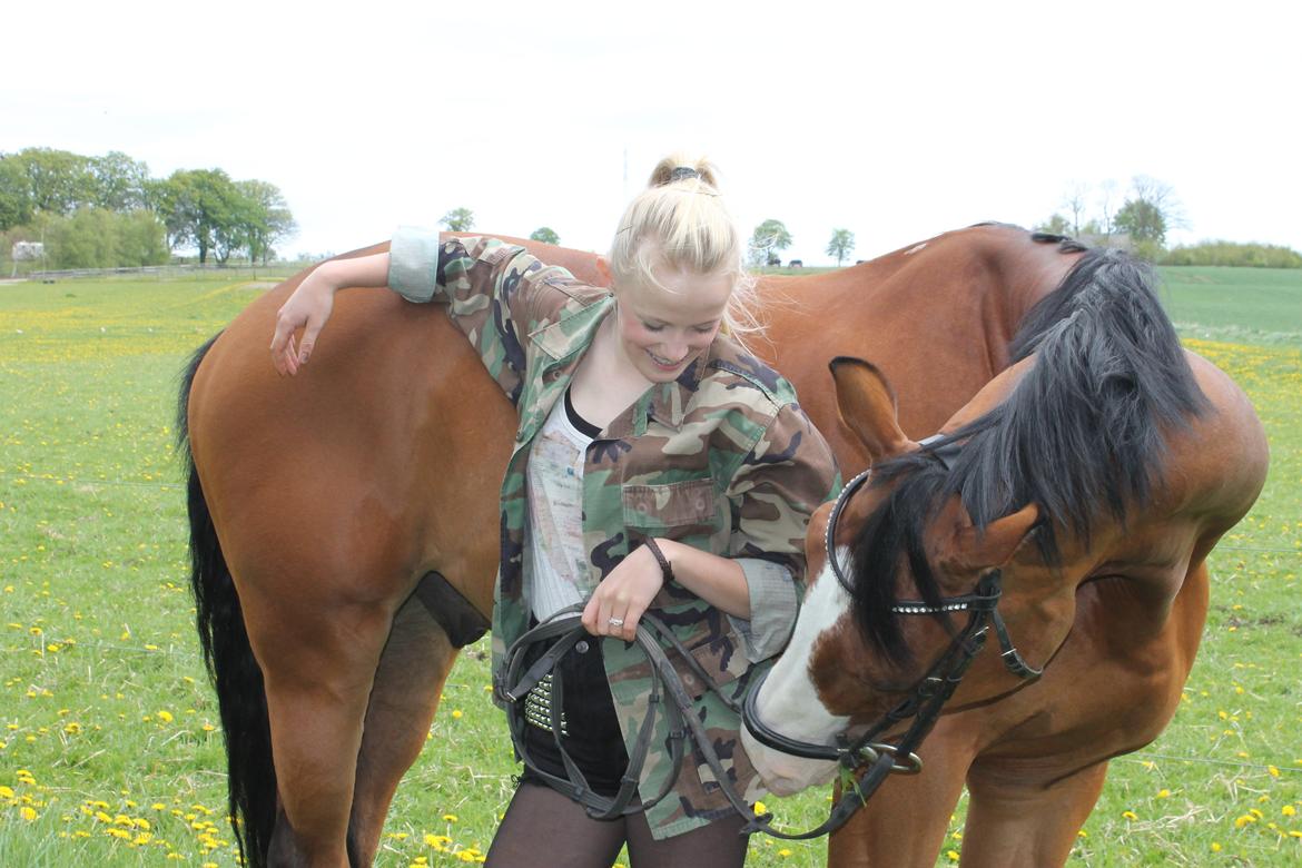 Tysk Oldenburger Chico'S Copyright. SOLGT - Foto Nanna Rose billede 12