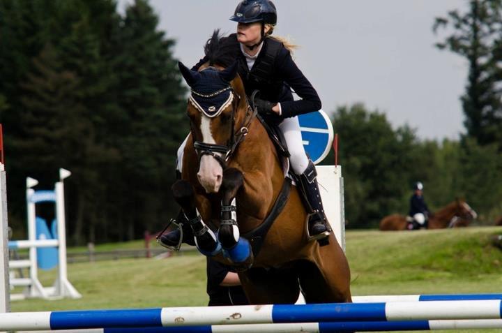 Tysk Oldenburger Chico'S Copyright. SOLGT - Stævne i Billund  billede 13