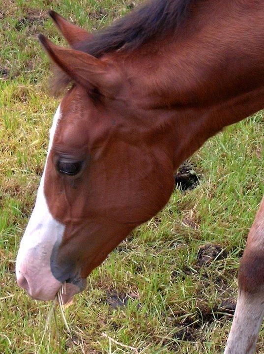 Tysk Oldenburger Chico'S Copyright. SOLGT -  Chico som føl billede 14