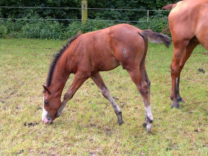 Tysk Oldenburger Chico'S Copyright. SOLGT -  Chico som føl billede 15