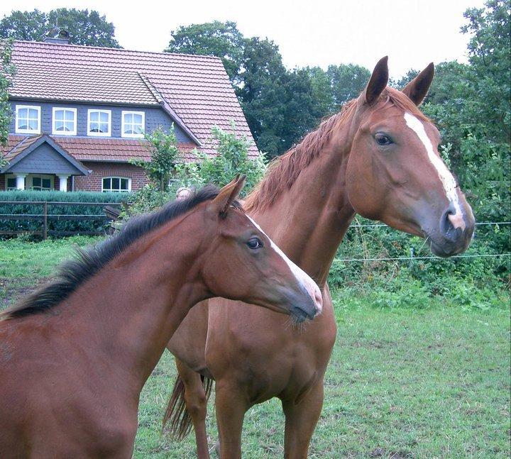 Tysk Oldenburger Chico'S Copyright. SOLGT - Chico og hans smukke mor billede 16