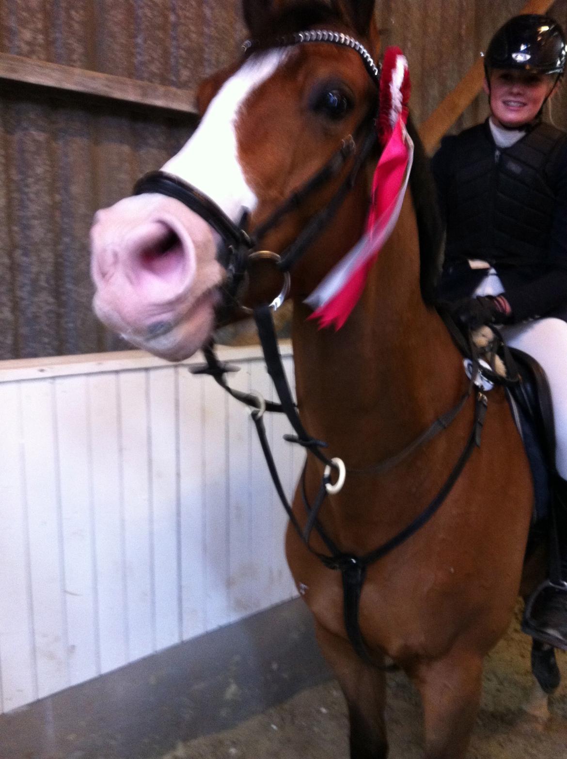 Tysk Oldenburger Chico'S Copyright. SOLGT - 1. plads boller rideklub  billede 17