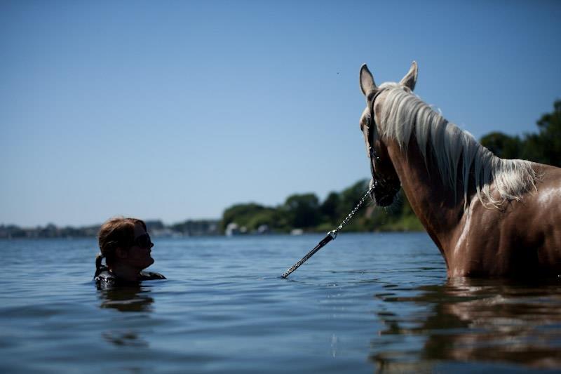 Palomino kvolsbæks westlife wonder billede 13