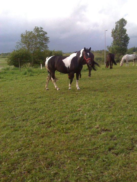 Anden særlig race Emilie<3<3 - :-)
 billede 6