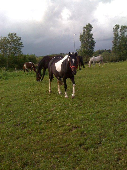 Anden særlig race Emilie<3<3 - <3<3<3<3<3 billede 7