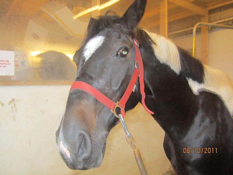 Anden særlig race Emilie<3<3 - Har du en godbid hvaaaaaa!!!<3<3<3 billede 14