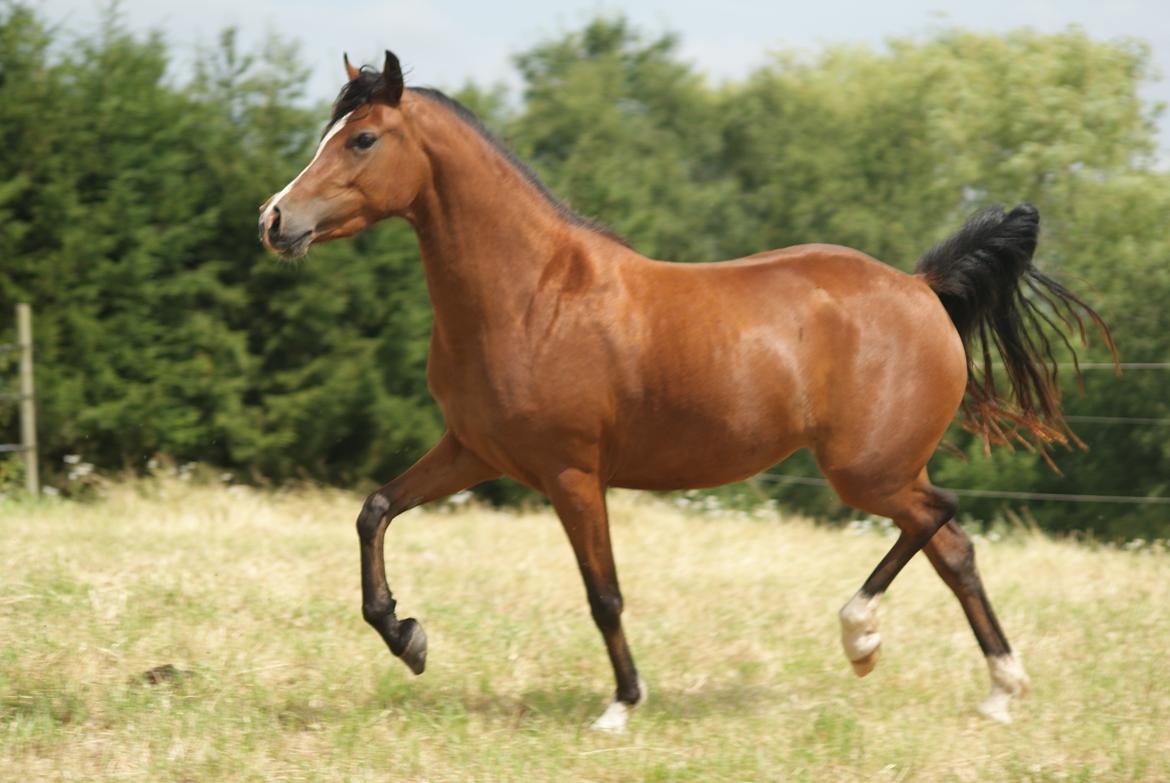 Welsh Partbred (Sec F) Katrinebjergs Ronja   A-pony - Velkommen til Katrinebjergs Ronjas profil (billede fra juli 2012) billede 35