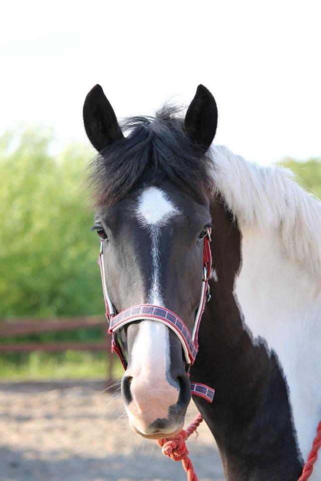 Anden særlig race Anastacia - :-) billede 7