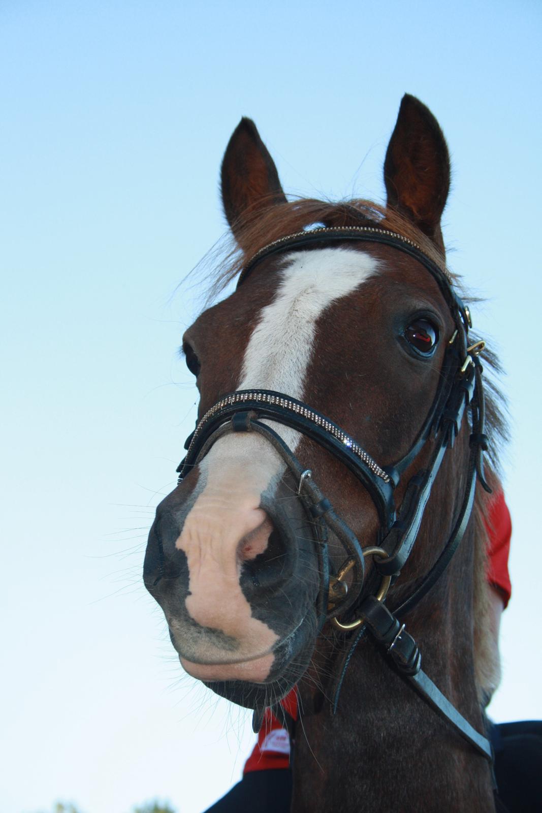 Welsh Pony (sec B) Mikkel - Hvordan kan en Pony være så Smuk som dig skat <3:-* billede 1