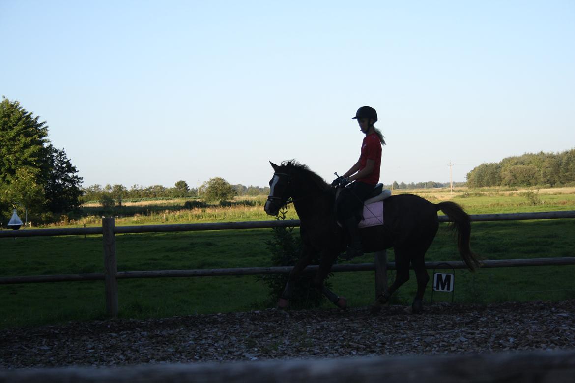 Welsh Pony (sec B) Mikkel - Lea & Mikkel Dressur-Træning :)<3 de var så gode :-*** billede 20