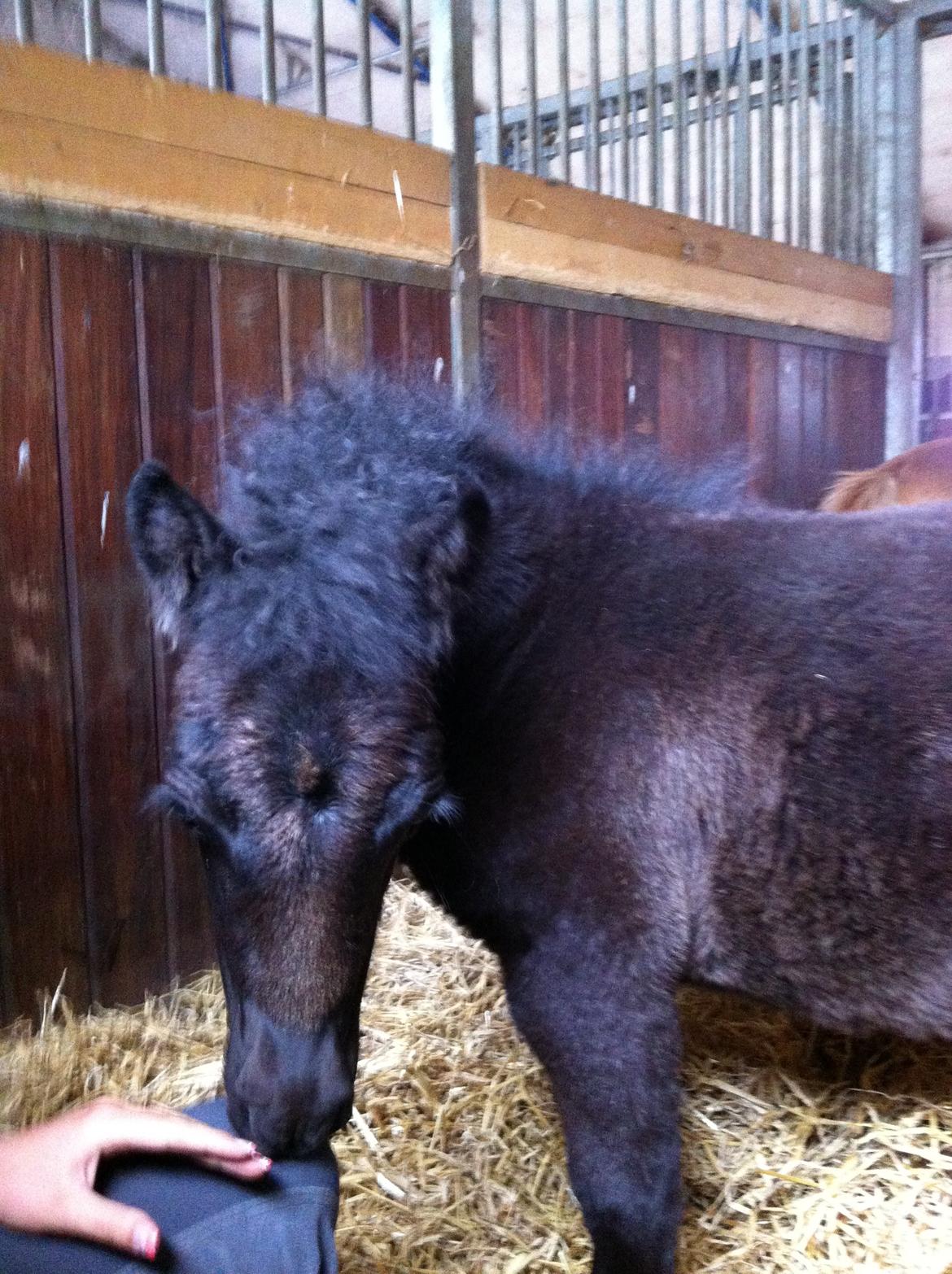 Anden særlig race Høgfeldt's Rapunsel<3 billede 10