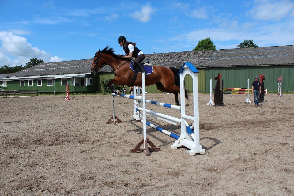 Dansk Varmblod Chico - 125 cm på Chico- 2012 <3 billede 10