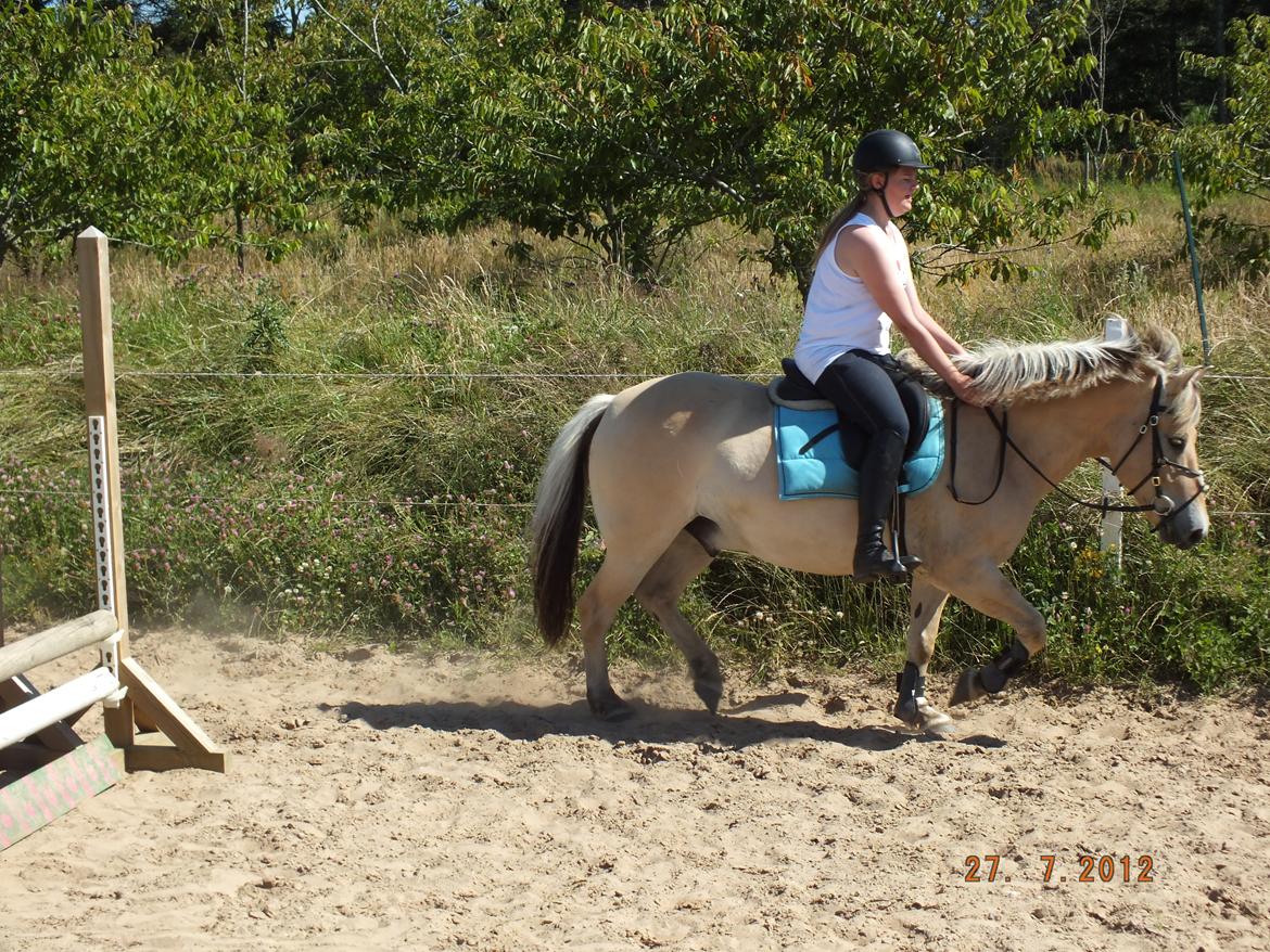 Fjordhest Odin<3 billede 11