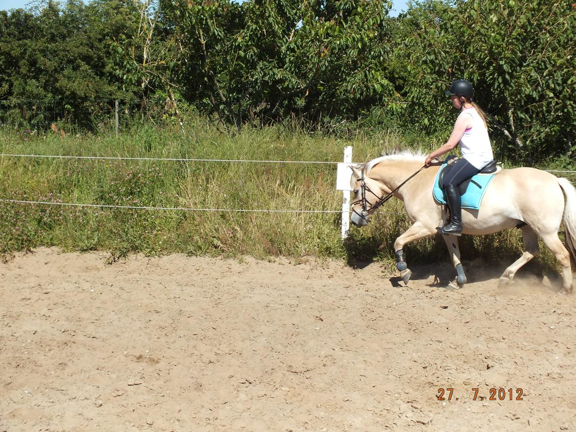 Fjordhest Odin<3 billede 12