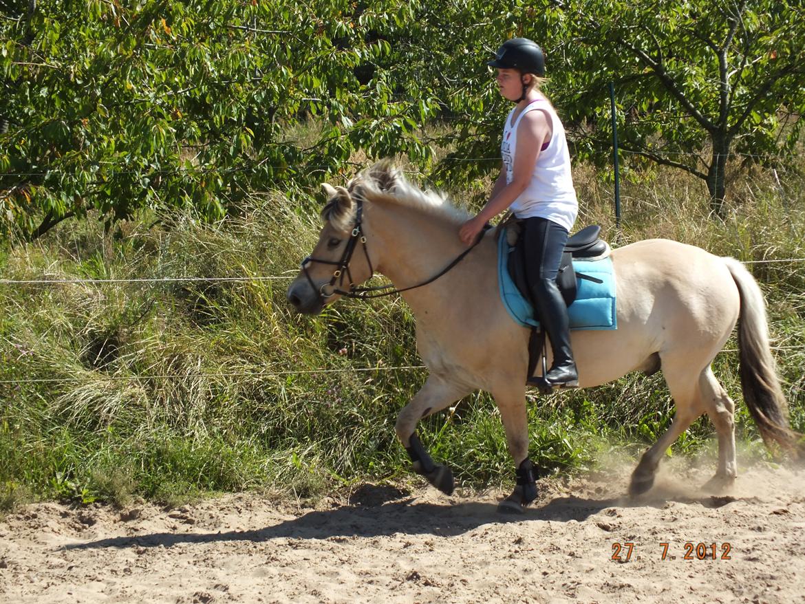 Fjordhest Odin<3 billede 13