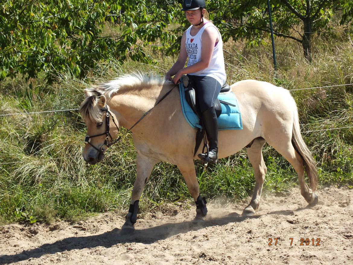 Fjordhest Odin<3 billede 14