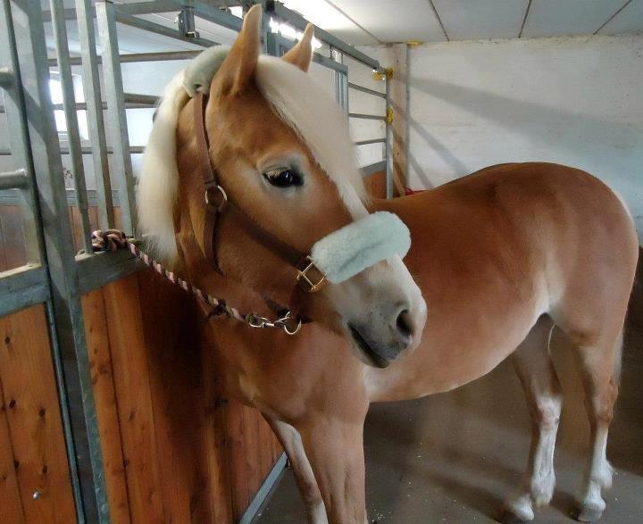Haflinger Leris - Velkommen til Leris-lavandas profil! billede 3