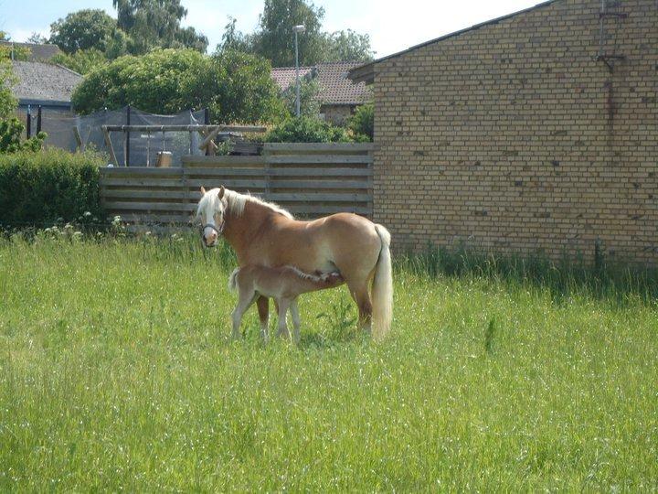 Haflinger Leris - Leris og Lærke  billede 8