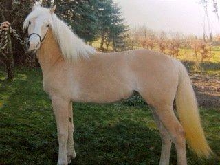 Haflinger Leris - Leris: 2 år billede 9