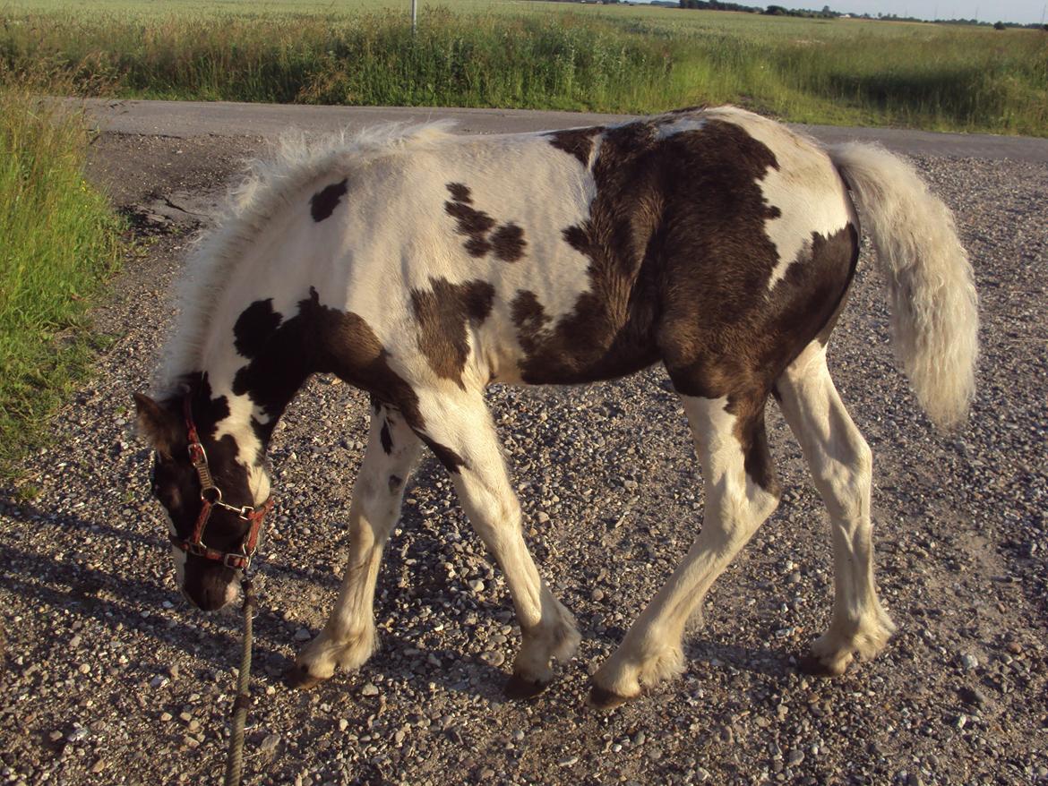 Irish Cob Crossbreed S.C. Palomita Mi Amore <3. billede 19