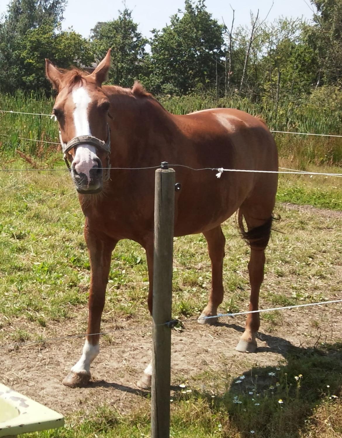 Dansk Varmblod Candy Floss billede 11