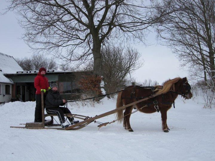 Anden særlig race Kasper - Kasper med sparkstøtting d. 24. dec. 2010 billede 18