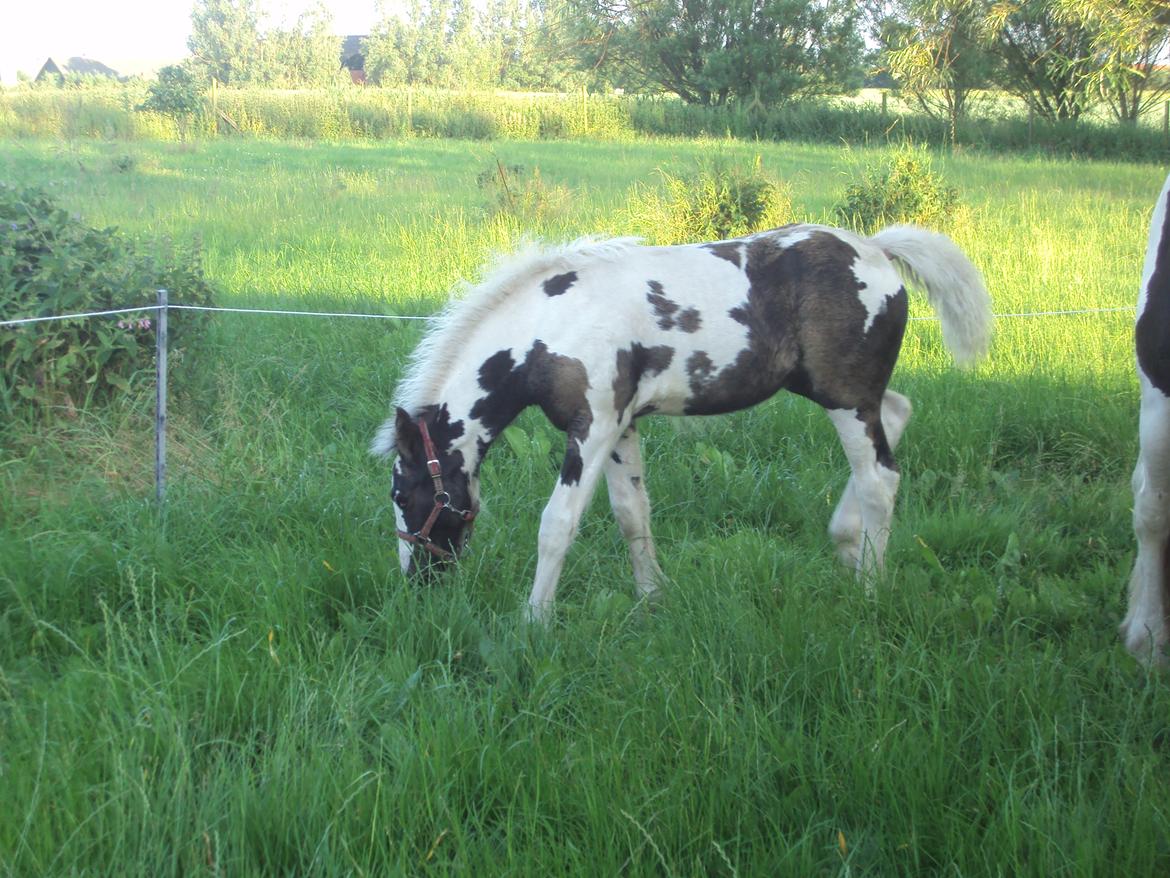 Irish Cob Crossbreed S.C. Palomita Mi Amore <3. billede 20