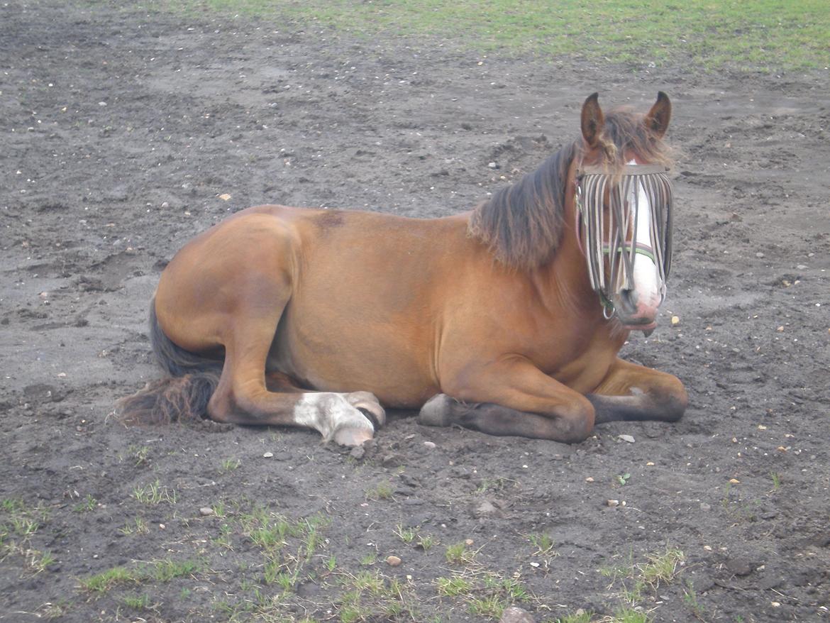Anden særlig race Luka ( Luksen) - 
taget .d. 28-07-12. billede 9