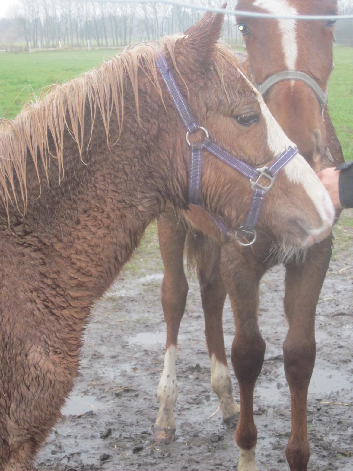 Anden særlig race Di Amanda billede 6