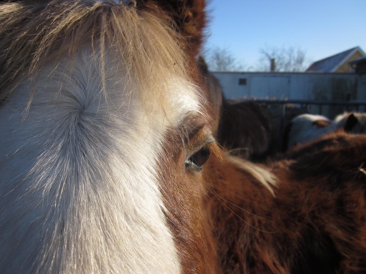 Anden særlig race Di Amanda billede 7