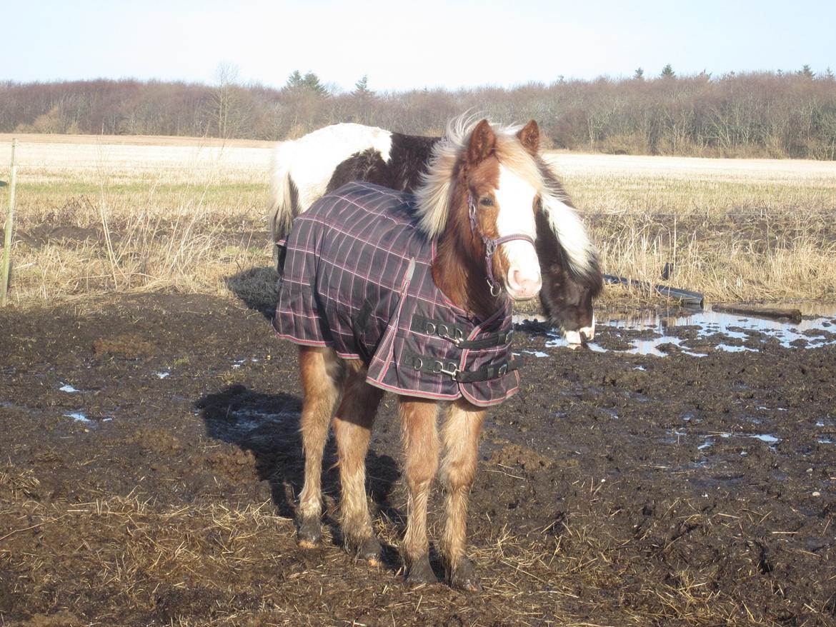 Anden særlig race Di Amanda billede 8