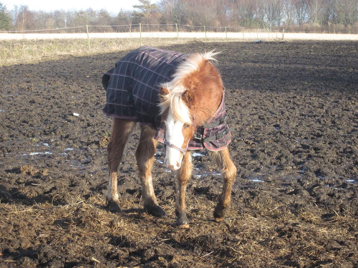Anden særlig race Di Amanda billede 9