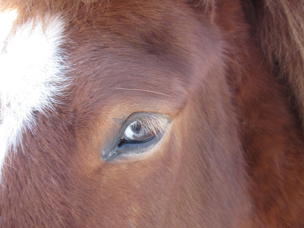 Islænder Logi fra Bundgaard billede 1