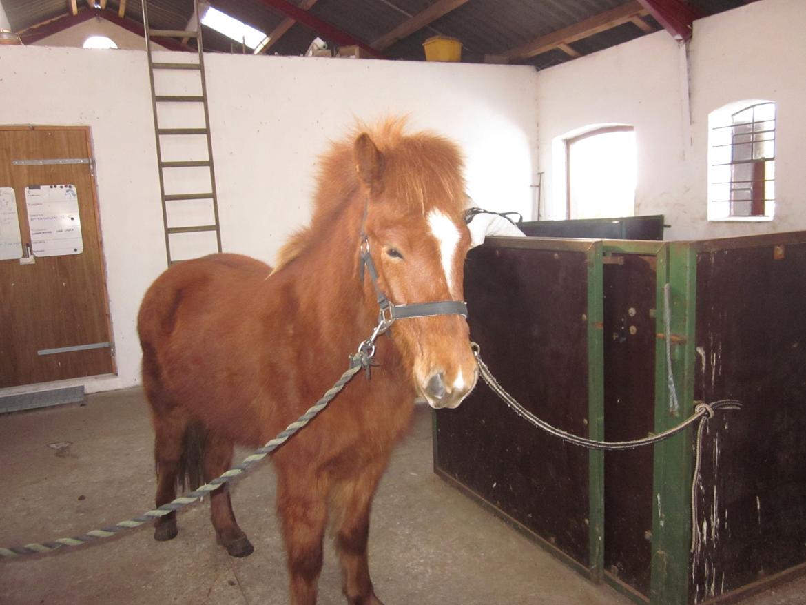 Islænder Logi fra Bundgaard billede 2