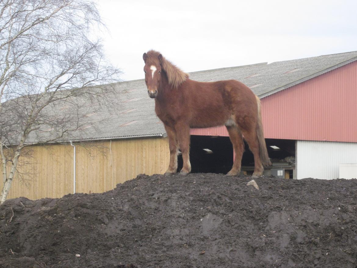 Islænder Logi fra Bundgaard billede 3