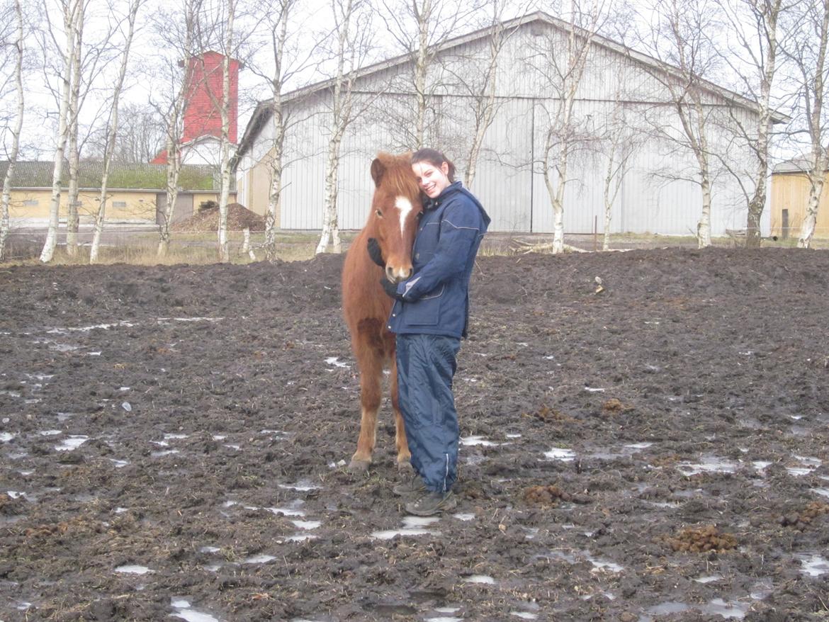 Islænder Logi fra Bundgaard billede 4