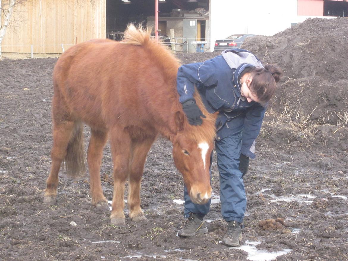 Islænder Logi fra Bundgaard billede 5
