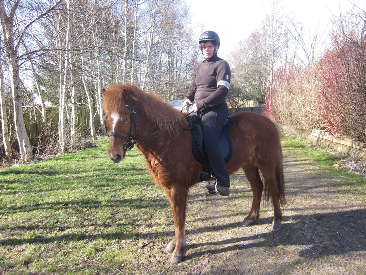 Islænder Logi fra Bundgaard billede 6