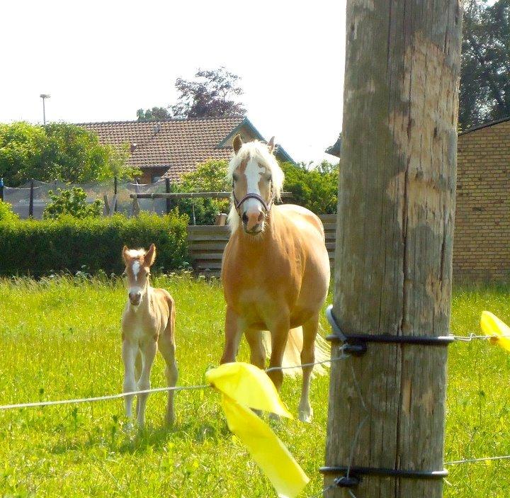 Haflinger Leris - Leris og lille Lærke  billede 10