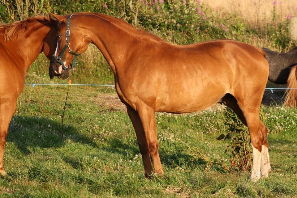 Dansk Varmblod Vestergårdens Amanda billede 1