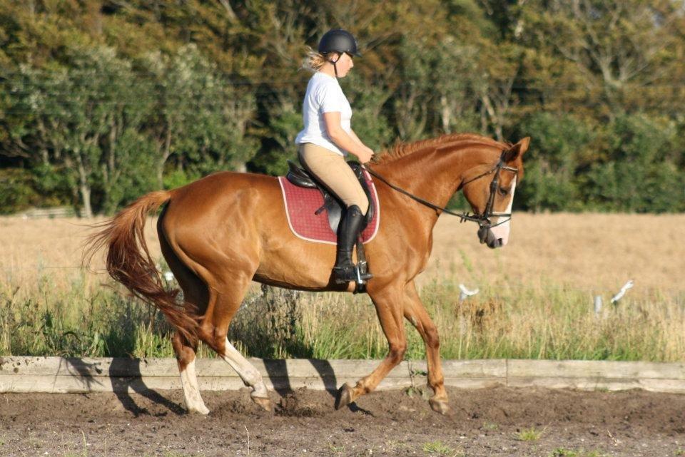 Dansk Varmblod Vestergårdens Amanda billede 2